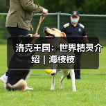 洛克王国：世界精灵介绍｜海枝枝