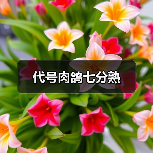 代号肉鸽七分熟