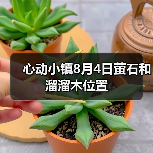 心动小镇8月4日萤石和溜溜木位置（图4）