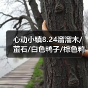 心动小镇8.24溜溜木/萤石/白色鸭子/棕色鸭子位置（图3）