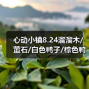 心动小镇8.24溜溜木/萤石/白色鸭子/棕色鸭子位置（图1）